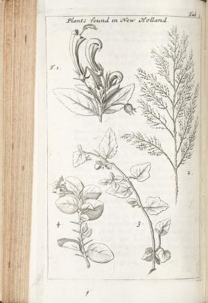 Book page with drawings of plants.