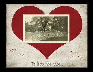 "Tulips for You" - Trees and flowers in Farragut Square, by Martin A. Gruber Smithsonian Institution