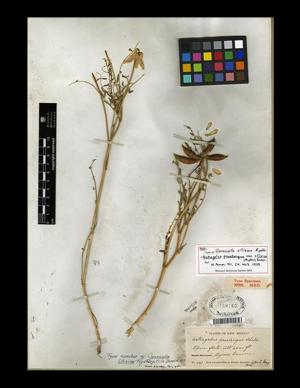 Isotype of Astragalus praelongus var. ellisiae (Rydb.) Barneby ex B.L. Turner [family FABACEAE]; Co