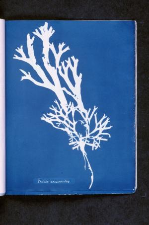 Image of a blue background and white outlines of long algae with uneven, split-off ends.