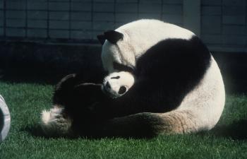 Giant Panda mother with cub.