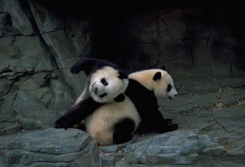 Two Giant Pandas playing in their enclosure.
