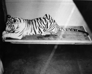 Mohini Rewa, National Zoo's White Tiger, c. 1973. Record Unit 371, Smithsonian Institution Archives,