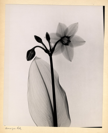 Amazon Lily, Dr. Dain Tasker, radiograph, 1930s. Smithsonian Institution Libraries.