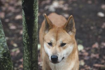 It is still possible to see live dingoes not far from Washington D.C. today. This dingo resides in P