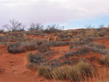 A dingo inspects CEPS scientists' work during their expedition in the Simpson Desert, Australia, May