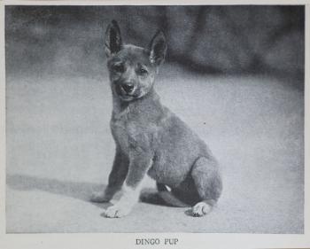 Dingo pup, 1930