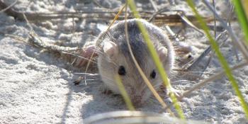 A mouse is laying in sand dunes.