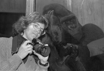 A woman wearing glasses and holding a camera leans next to a glass window. On the other side of the glass is a large gorilla, also leaning on the glass.