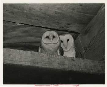 Two owls perched on a wood beam. 