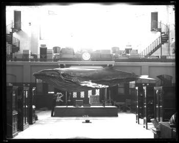 A large whale cast on display in a room containing cabinets.