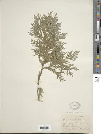 A pressed light green branch from a Northern White Cedar is taped to a white paper. 