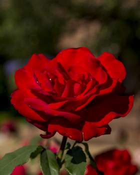 Kathrine Dulin Folger Rose Garden, 2015, by Michael Barnes.