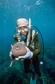 A scuba diver holds a pufferfish in the waters surrounding Barro Colorado Island