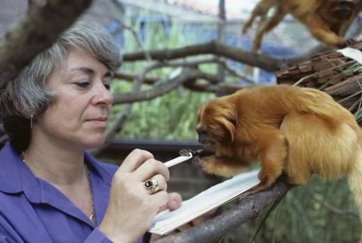 A woman in a purple blouse holds a pen and paper. A golden lion tamarin holds on her pen while perch