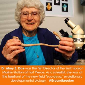 Dr. Mary E. Rice was the first Director of the Smithsonian Marine Station at Fort Pierce. As a scientist, she was at the forefront of the new field "evo-devo," evolutionary developmental biology. #Groundbreaker
