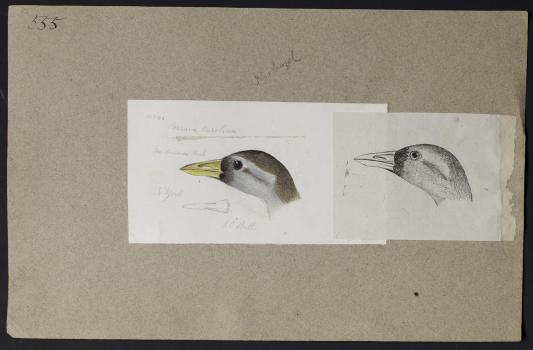 Two sketches of a bird's head attached to a beige paper. The larger sketch is in color and the small