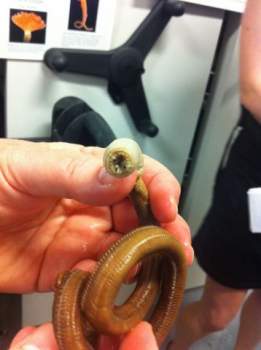 Photograph of a blood worm from a Twitter tour of the marine specimen collection