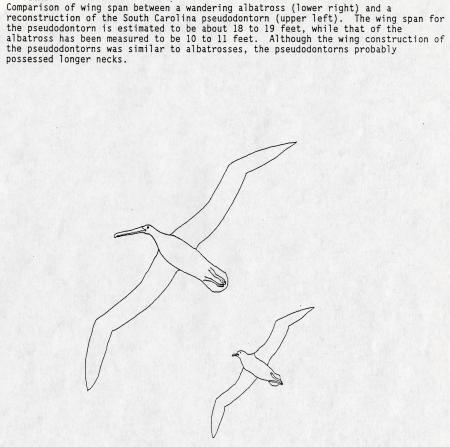 Comparison of wing spans between a South Carolina pseudodontorn and a wandering albatross. News Rele