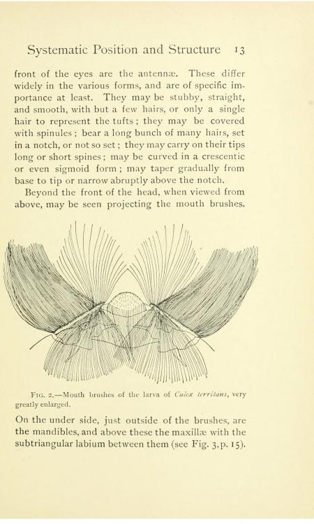 Page 13 of the book, which includes an illustration of "mouth brushes of the larva."