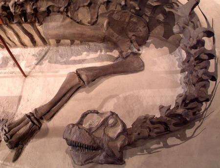 Camarasaurus Skeleton 