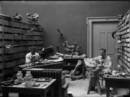 Elmer S. Riggs and Mr. Klein with fossil rhinoceros skull in Paleontology Lab, 1899, Field Museum. 