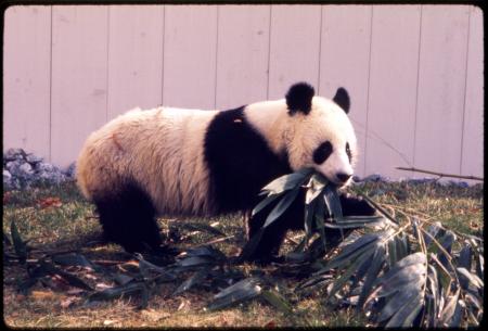 Giant Panda at National Zoological Park