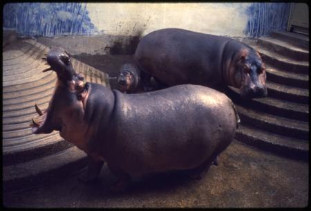 Nile Hippopotamuses and Baby at National Zoological Park