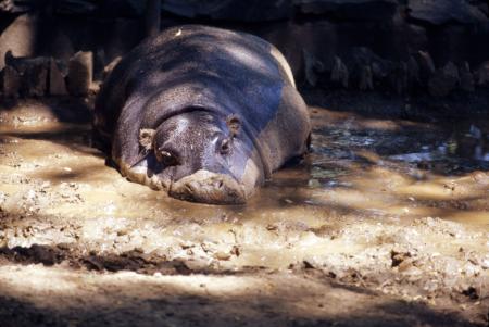 Pygmy Hippopotamus in Mud Wallow 