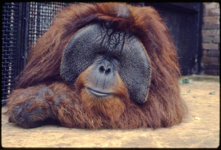 Adult Male Orangutan, Archie, at the National Zoological Park