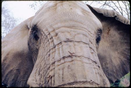 African Elephant at the National Zoological Park