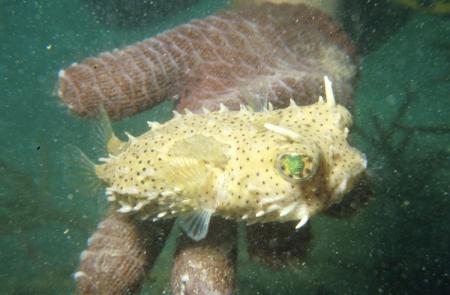 Porcupinefish at Smithsonian Tropical Research Institute