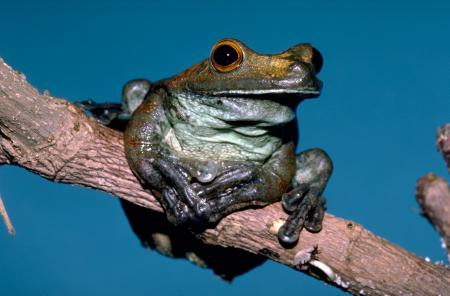 Rusty Tree Frog
