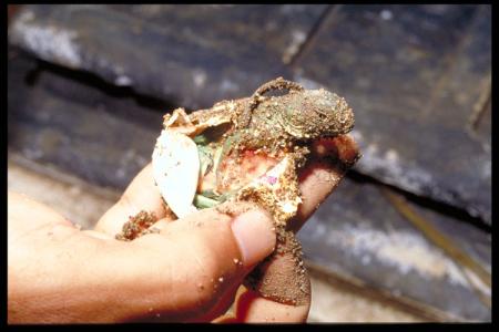 Iguana Hatchling