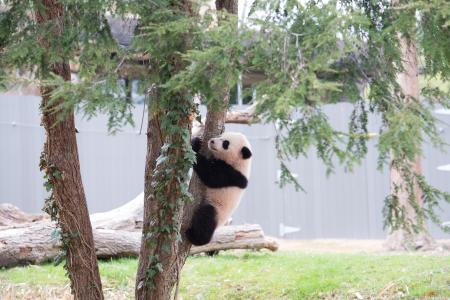 Bao Bao's second day outside, April, 2, 2014. By Abby Wood, Courtesy of the National Zoological Park