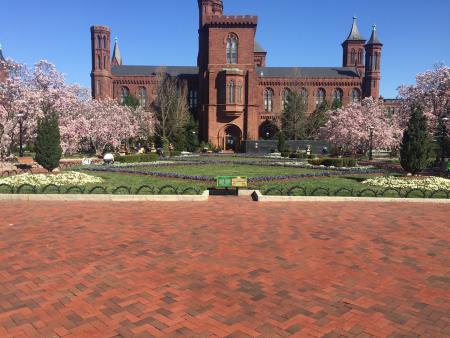 Tulip Magnolias & Smithsonian Castle, courtesy of author.