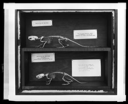 Effects of milk on rodent skeletons from "Public Health" exhibition in the United States National Mu