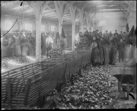 Oyster Cannery Workers 