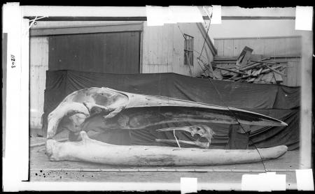 Whale Skulls