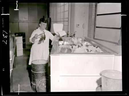 Smithsonian Oceanographic Sorting Center (SOSC) Staff Member with Chameleon Specimens