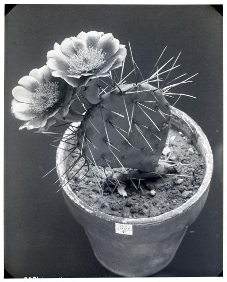 Flowering Cactus