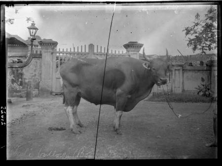 Bos banteng (cattle)