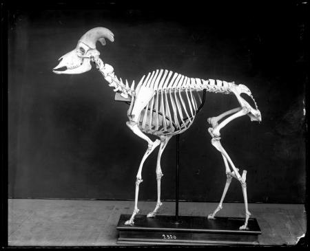 Bighorn Sheep Skeleton