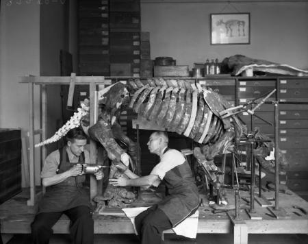 Preparation of Giant Sloth Skeleton