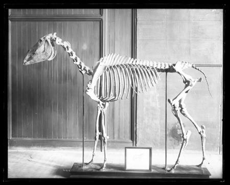 Skeleton of Old Henry Clay, "Father of American Trotting Horses"