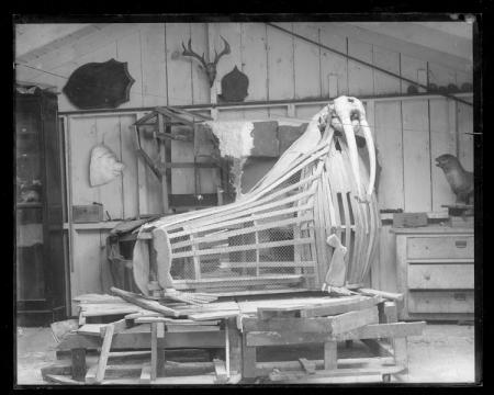 Frame of Walrus in Taxidermy Shop