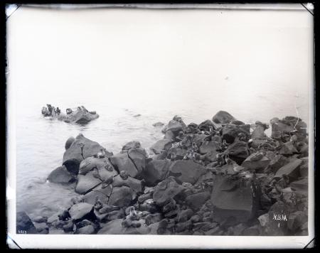 Fur Seal Rookery at Pribilof Islands