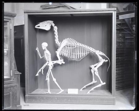 Black and white photograph of skeletons of man and horse.