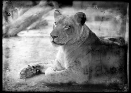 Female Lion, Trilby, at the National Zoological Park