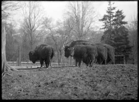 Group of American Bison